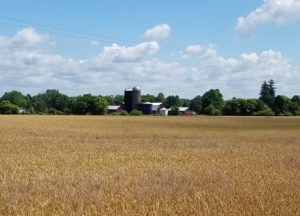 Campbell Township wheat field